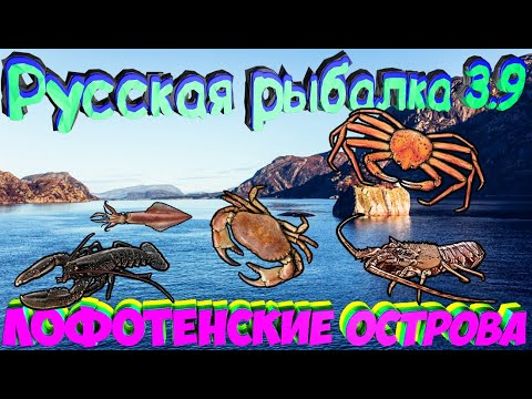 Видео: Русская рыбалка 3.9. Лофотенские острова. Рыба для квеста. Кальмар, Крабы, Омары.