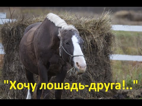 Видео: Шорт-лист заблуждений будущего коневладельца. Что владельцу "хорошо", а лошадке "плохо".