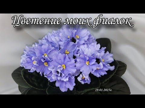 Видео: Цветение моих фиалок! Несколько сортов из моей коллекции) 19.01.2025г.