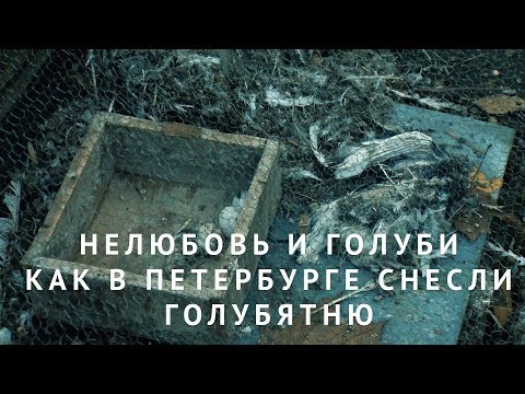 Видео: Нелюбовь и голуби. Как в Петербурге снесли голубятню