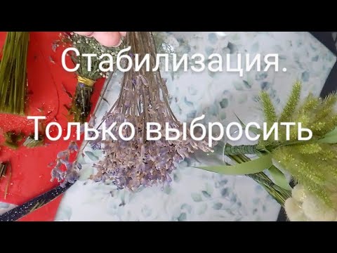 Видео: Стабилизация лаванды, гипсофила и злаковых. Промежуточный результат. Лаванду на выброс.