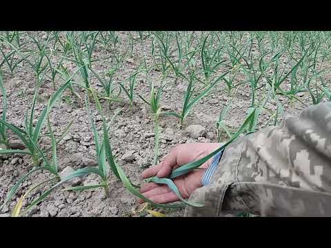Видео: Основной участок после применения челенджа на 04.05.19г по чесноку и луку. Внимание! Вредители!