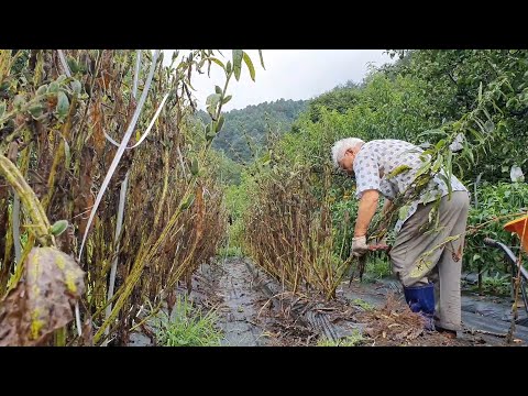 Видео: Картофельный суджеби с кунжутом для щедрого летнего дня в корейской деревне