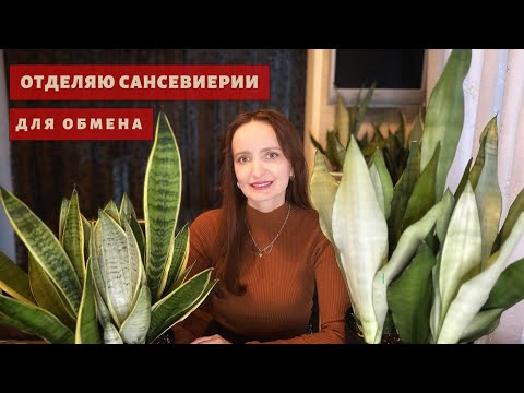 Видео: Отделяю сансевиерии Муншайн и Сноу Вайт для обмена