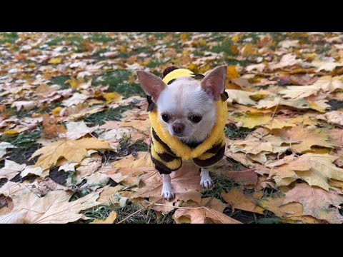 Видео: Позолота листвы 🍂🍁🍂. Чихуахуа Мия 🐕 на прогулке