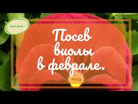 Видео: Посев виол на рассаду в феврале. Марценюк Надежда