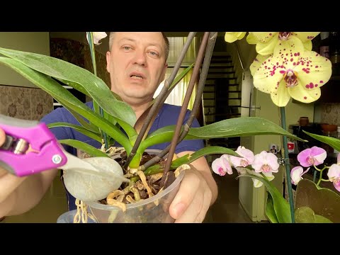 Видео: КАК корни орхидеи СОХРАНИТЬ ДО пересадки орхидеи и ПРООДЛИТЬ магазинное цветение фаленопсиса