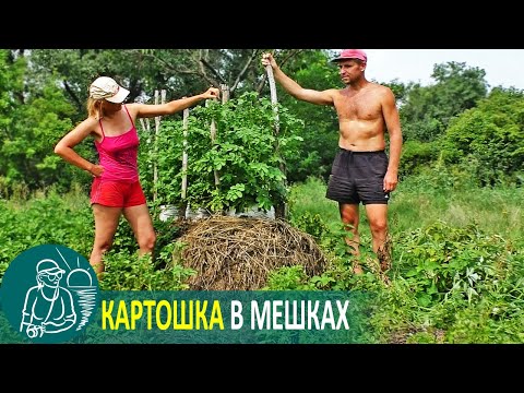 Видео: 🥔 Посадка картофеля в мешках под сеном 🌿 Эксперимент Гордеевых