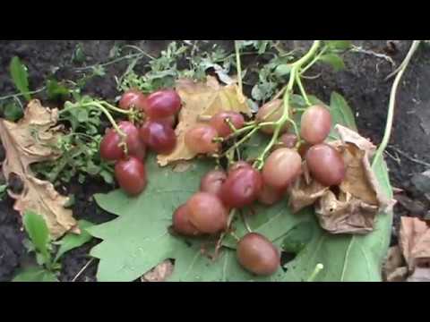 Видео: Бурдак А В   Г Ф  винограда   Донской  Казак