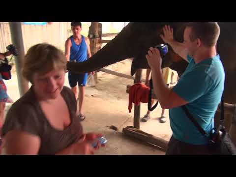 Видео: слон#катание на слонах#thailand#путешествия#thailand#elephants#Ферма слонов Kok Chang Elephant Camp