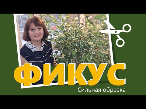 Видео: ФИКУС: обрезка, статус через 3 месяца