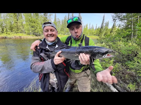 Видео: КОЛЬСКИЙ ПОЛУОСТРОВ.РЫБАЛКА на СЕМГУ. ЛОСОСЬ НА ГРИЛЕ. ЛОВИМ ГОТОВИМ. ТЕРСКИЙ БЕРЕГ 2 СЕРИЯ