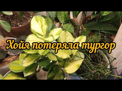 Видео: хойя потеряла тургор