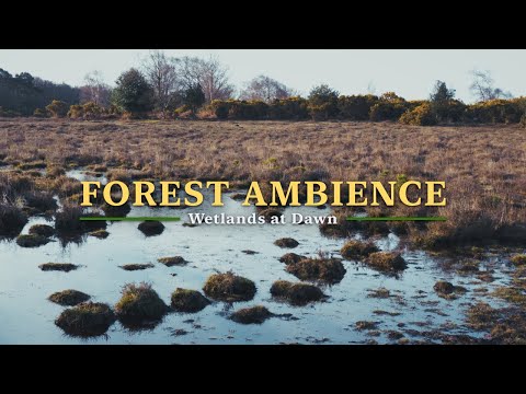 Видео: Расслабляющие звуки леса в 4K, пение лазоревки над вересковой пустошью, природная атмосфера для учеб