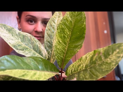 Видео: Пересадка растений