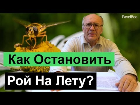 Видео: №120 Как Остановить Рой на Лету | Почему Рой | Пчелиный рой |  Пасека | Пчеловодство для начинающих