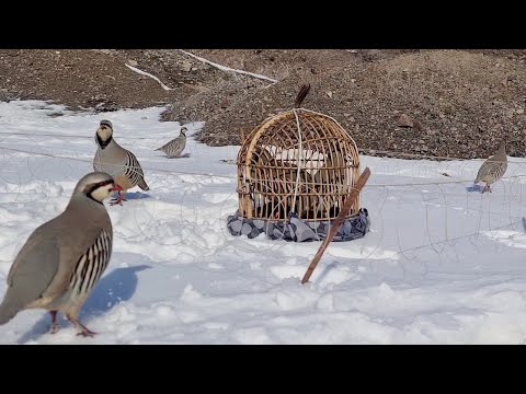 Видео: 5 февраля 2024 г.