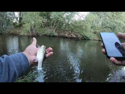 Видео: На какво разбих кефалите?!?! Риболов на р.Марица със.....