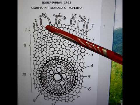 Видео: Адениум: сосуды корня