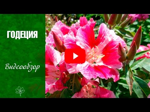 Видео: Годеция 🌼 Цветы - уход и выращивание из семян 🌼  сад и огород с  hitsadtv