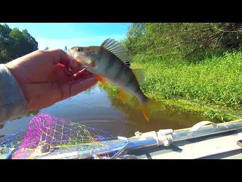 Видео: Окунь в августе. Река Сосьва. Романово-Копылова. Часть 2.