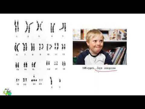 Видео: ХРОМОСОМАЛЫҚ АУРУЛАРДЫҢ ТҮРЛЕРІ МЕН СЕБЕБІ (сабақтан үзінді) биология ҰБТ 2024