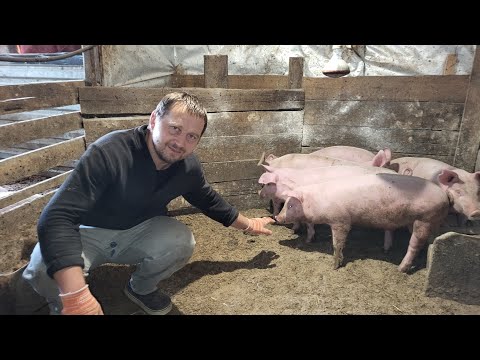 Видео: ‼️ Извиняюсь за звук 😥🐷про поросят и выгоду и конверсию корма - в следующем видео 🙏❤️‼️