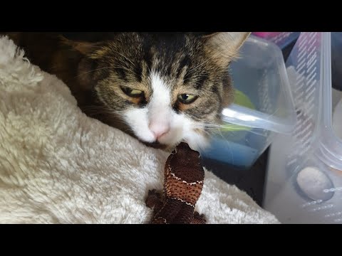 Видео: Экзотические питомцы эублефары. Ящерица вместо хомячка