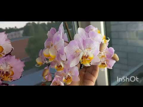 Видео: долгое-долгое видео цветения моих любимых орхидеек