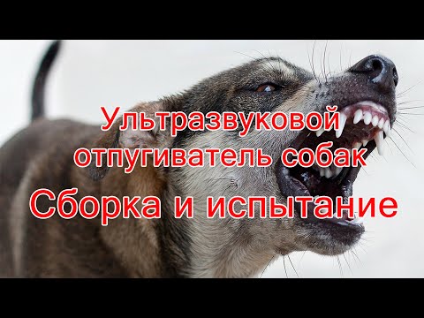 Видео: Ультразвуковой отпугиватель собак. Сборка и испытание.