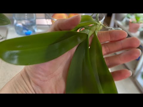 Видео: КАК СНЯТЬ ДЕТКУ с ОРХИДЕИ «Джулии» 🌼🥳🌼 ВОТ ЭТО КОРНЕВАЯ 😱