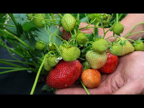 Видео: Полуниця Аллегро-Другий рік плодоношення на Поліссі