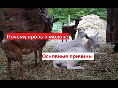 Видео: Кровь в молоке // Причины