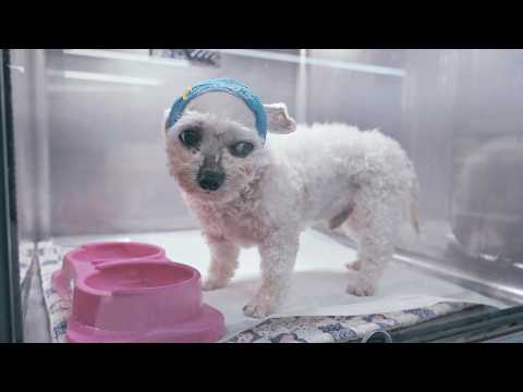 Видео: Ты думаешь, я милый? (Секреты мини-бишона)