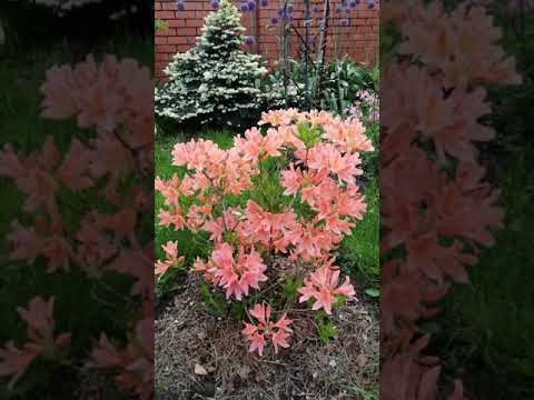 Видео: Рододендрон японский лососевый 27 мая 2021 Rhododendron japonicum