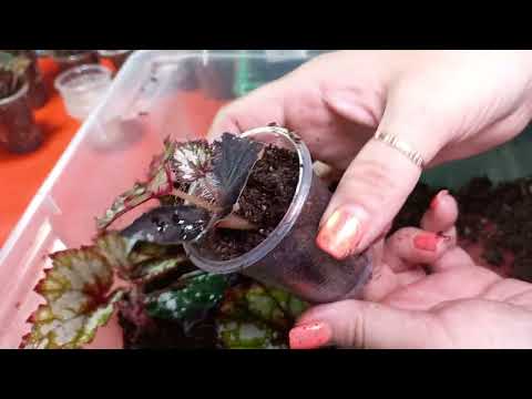 Видео: Рассаживаю новеньких в основном, деток бегоний👍😘