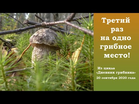 Видео: Третий раз на одно место! Дневник грибника 20 сентября 2020 года