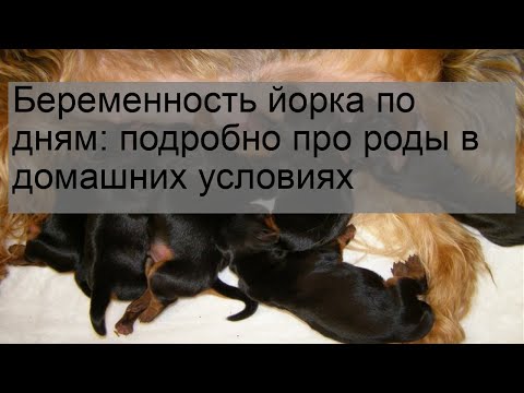 Видео: Беременность йорка по дням: подробно про роды в домашних условиях