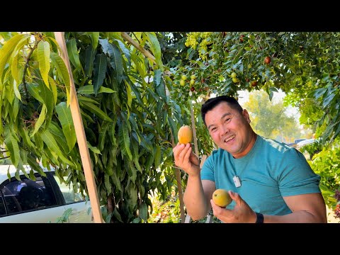 Видео: Круглогодичное выращивание тропических фруктов в Центральной долине Калифорнии