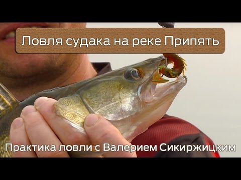 Видео: Ловля судака на реке Припять : Практика ловли с Валерием Сикиржицким