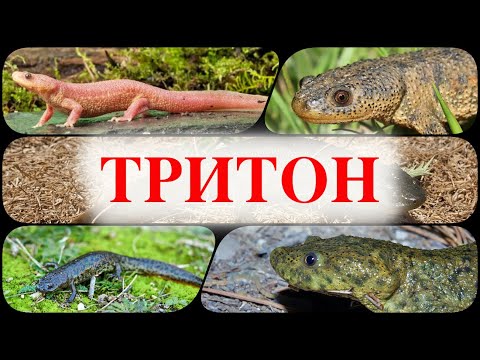 Видео: Иглистый Тритон содержание в аквариуме, совместимость и другие интересности про тритона