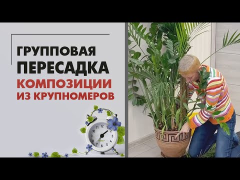 Видео: Групповая пересадка - драцены, замиокулькаса и хризалидокарпуса. Совместим несовместимое