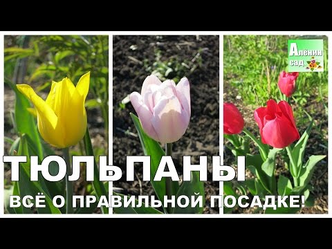 Видео: ТЮЛЬПАНЫ: ПОСАДКА // Основные правила и способы 🌷 Tulip planting. Basic rules and methods