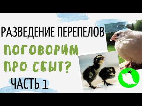 Видео: Разведение перепелов. Про сбыт. Часть 1