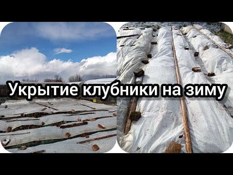 Видео: Укрытие клубники на зиму.