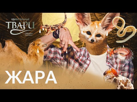 Видео: Удивительные твари спасаются от жары: шуба в пустыне, тело-губка, жир и кто пьет туман