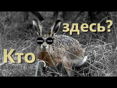 Видео: Зайцы скачут на меня (охота на зайца)