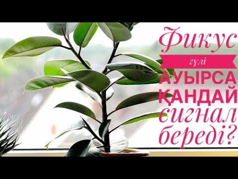 Видео: ФИКУС ГҮЛІН емдеудегі ЕҢ ОҢАЙ ӘДІСТІ ҚОЛДАН❗️❗️❗️