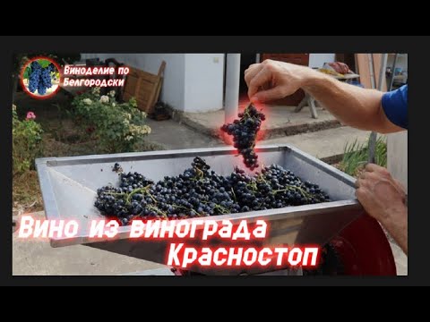 Видео: Вино из винограда Красностоп!