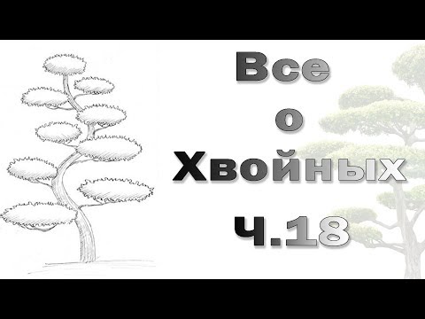 Видео: Японский сад. г. Вроцлав (Читаем описание)
